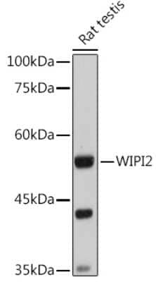 Western Blot: WIPI2 Antibody [NBP2-93646] - Western blot analysis of extracts of Rat testis, using WIPI2 antibody (NBP2-93646) at 1:1000 dilution. Secondary antibody: HRP Goat Anti-Rabbit IgG (H+L) at 1:10000 dilution. Lysates/proteins: 25ug per lane. Blocking buffer: 3% nonfat dry milk in TBST. Detection: ECL Basic Kit. Exposure time: 30s.